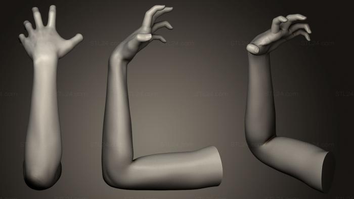 Анатомия скелеты и черепа (Поза женской Руки 9, ANTM_0075) 3D модель для ЧПУ станка